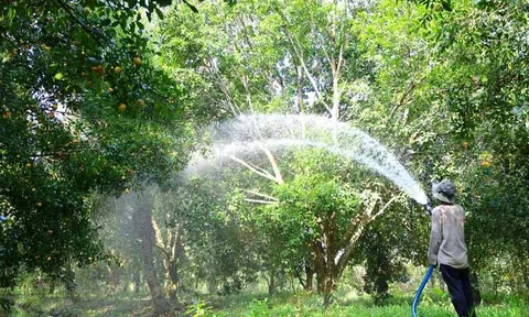 Bội thu mùa Thanh trà Vĩnh Long