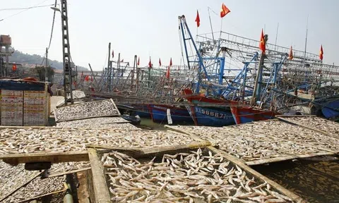 Nặng trĩu mùa cá cơm Quỳnh Lập