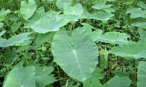 Dưa môn nước: Món ăn mộc mạc gắn liền tuổi thơ của người Nam bộ