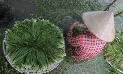 Loài cỏ dại bỗng trở thành “kho vàng” trong mùa nước nổi miền Tây