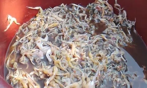 Kì lạ món "vũ nữ chân dài" của người miền Tây