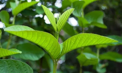 Không chỉ ngừa tiểu đường, nước lá ổi còn gây bất ngờ với tác dụng điều trị ung thư