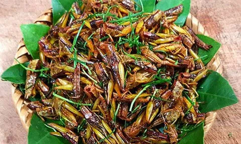 Cách làm châu chấu rang lá chanh lạ miệng nhâm nhi ngon hết ý