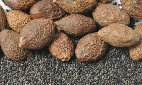 Công dụng của hạt ươi