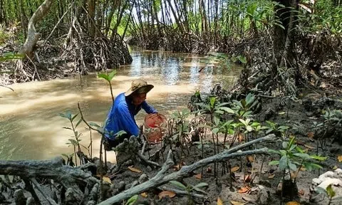 Một ngày theo chân "thợ rừng" săn ba khía miền Tây