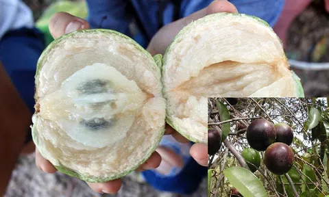 4 lợi ích cho sức khỏe từ vú sữa mà bạn không biết