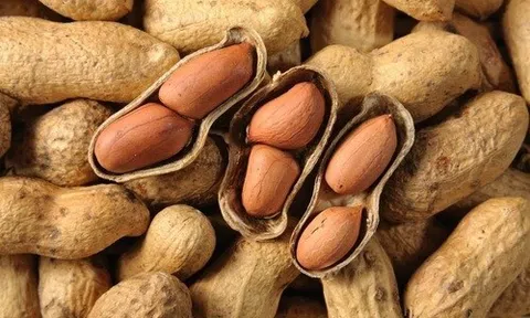 Ăn lạc có béo hoặc gây hại gì không?