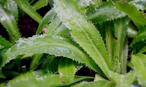 Mẹo chữa cảm cúm hiệu quả với mùi tàu