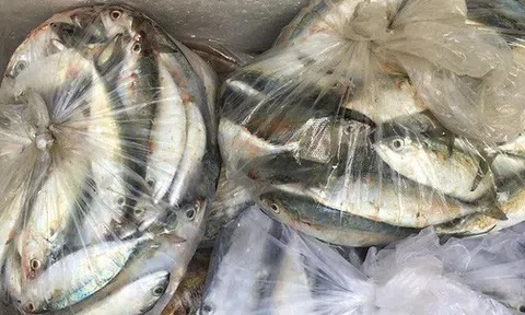 Mẹ Hà Nội chia sẻ 6 mẹo chọn cá biển cấp đông không hóa chất, tươi ngon như cá tươi