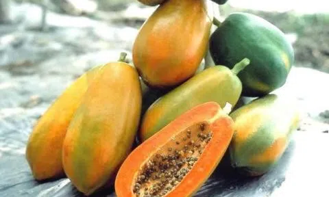 Mẹo nhận biết đu đủ chín tự nhiên