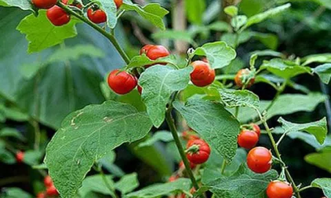 Tác dụng không ngờ của cà gai leo đối với gan