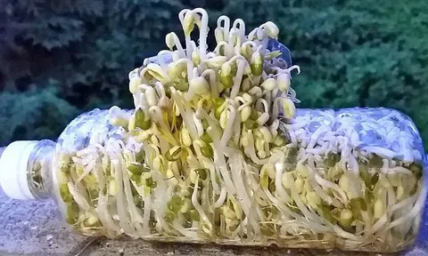 Mẹo làm giá đỗ bằng những vật dụng tiện lợi ngay tại nhà